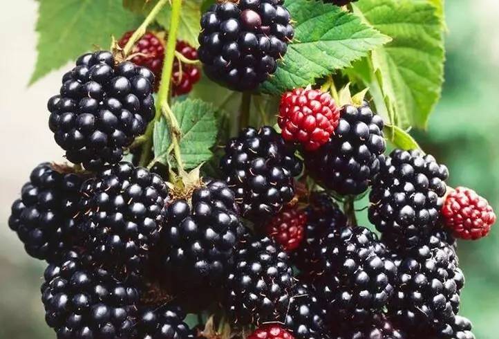 德扑之星 - dpzx.com